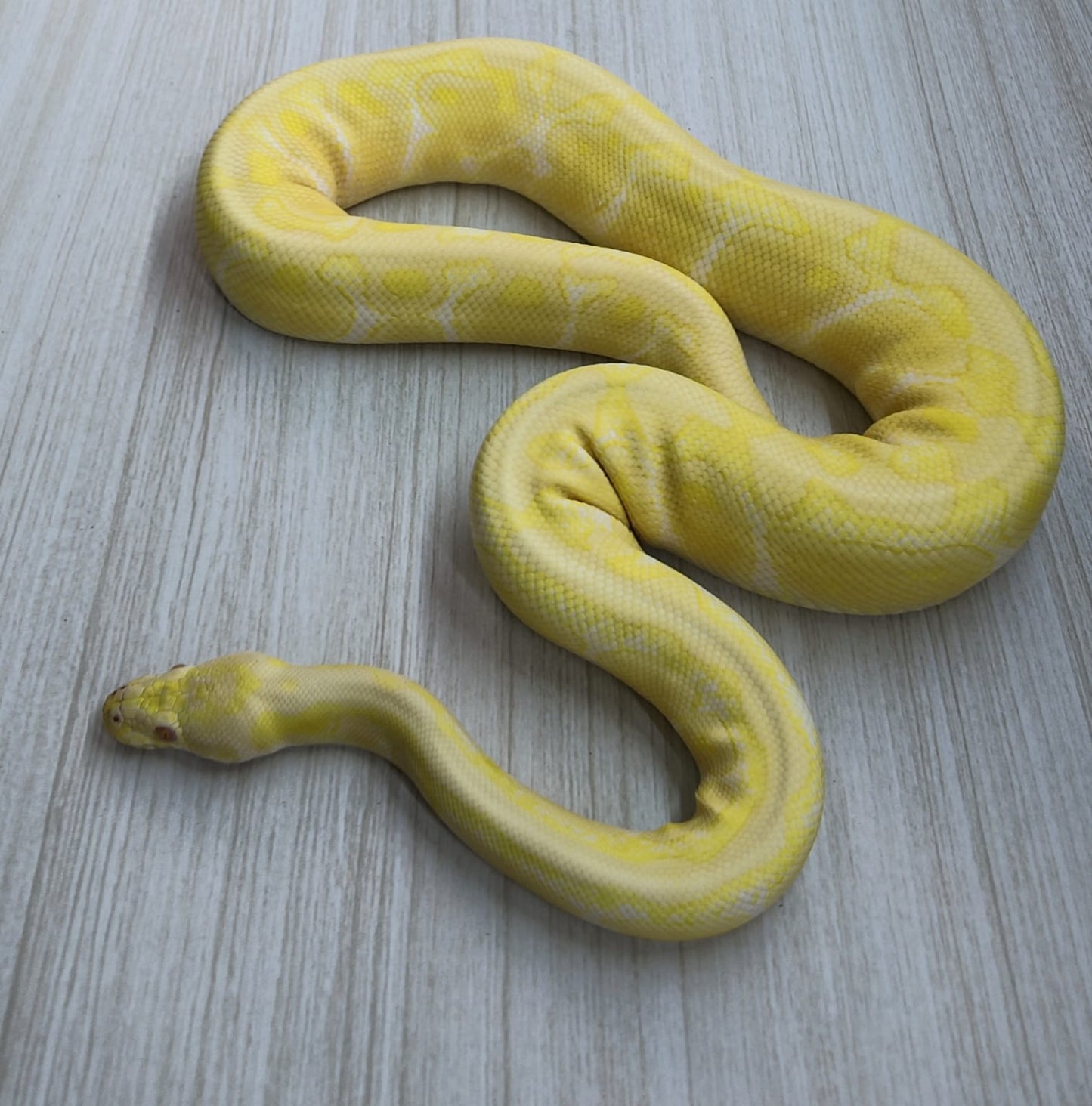 Piton Bola Macho Spotnose Albino