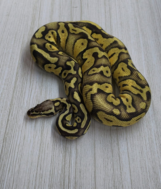 Macho Adulto Super Pastel Chocolate DH Clown Pied