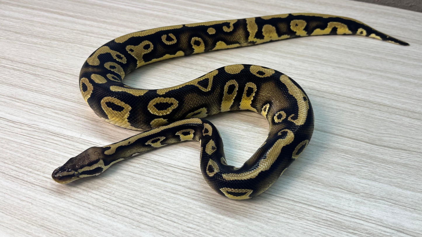 Macho Juvenil Orange Dream Pastel Triple Het Axanthic Vpi Clown Pied