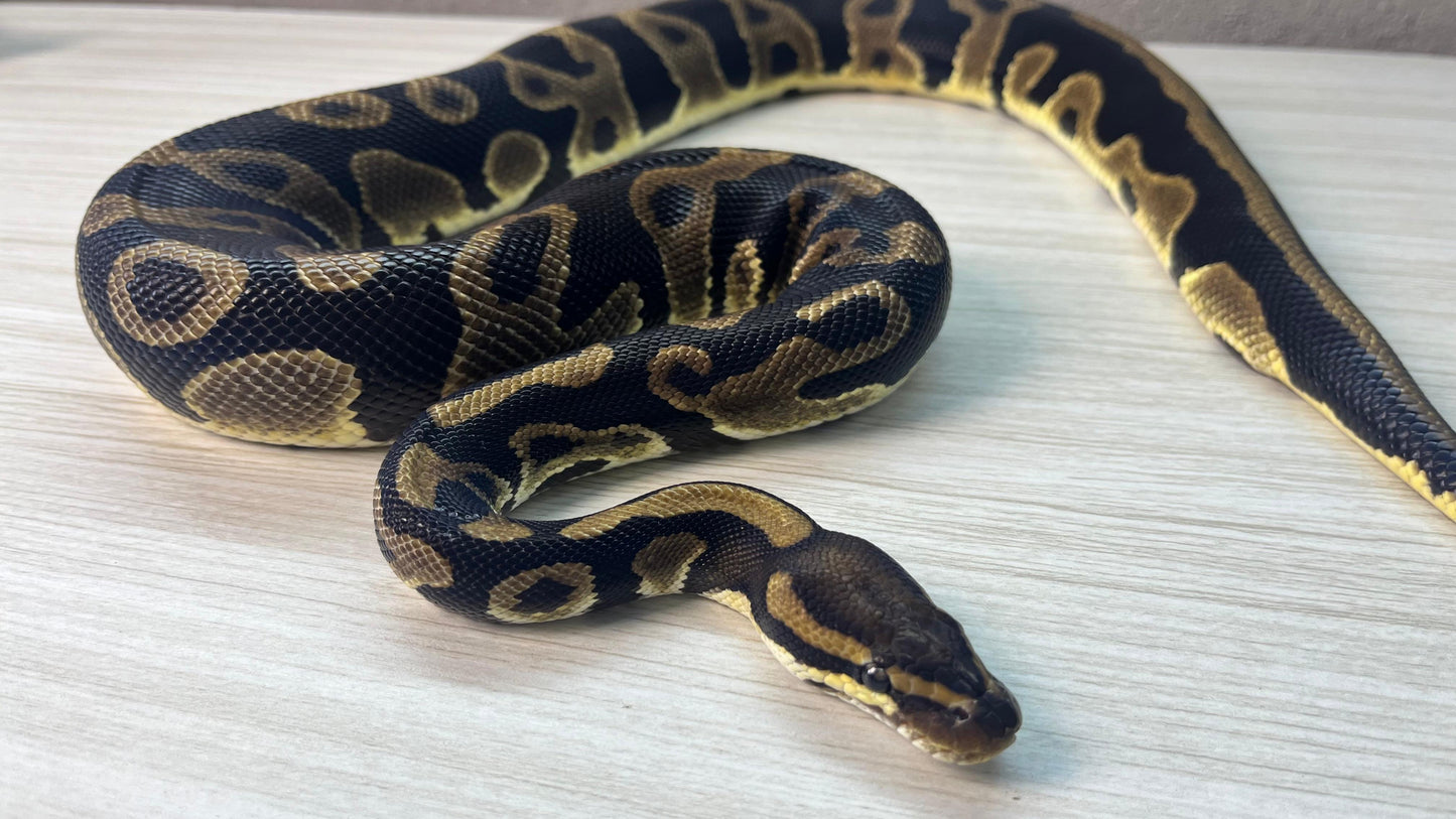 Macho Juvenil Chocolate Leopard 66% Doble Het Desert Ghost Hypo