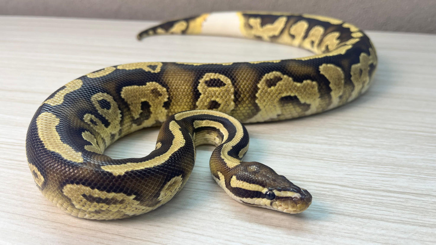 Macho Juvenil Fire Orange Dream Triple Het Axanthic VPI Clown Pied