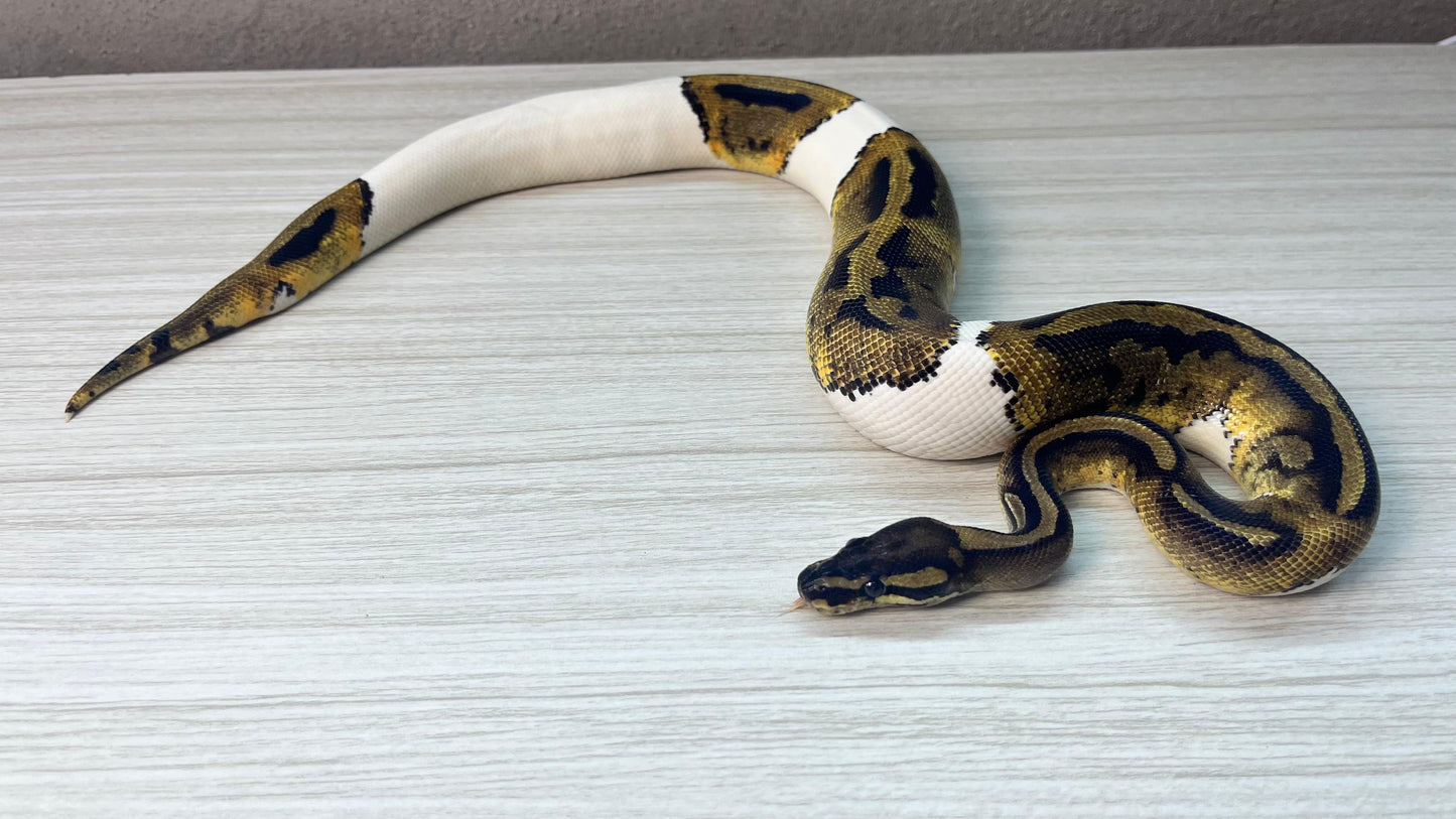 Macho Juvenil Pied 66% Het Desert Ghost