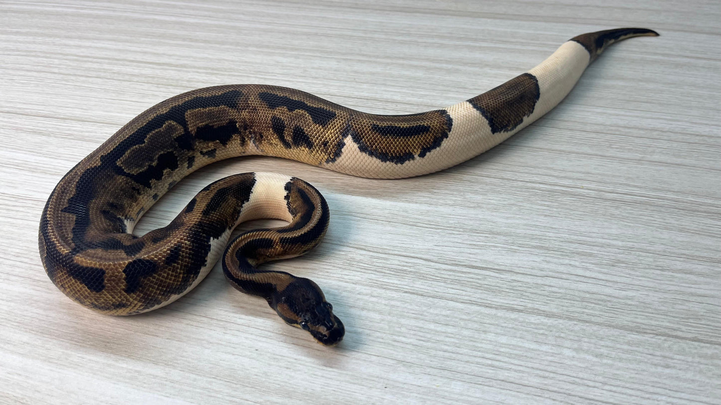Hembra Juvenil Pied 66% Het Desert Ghost