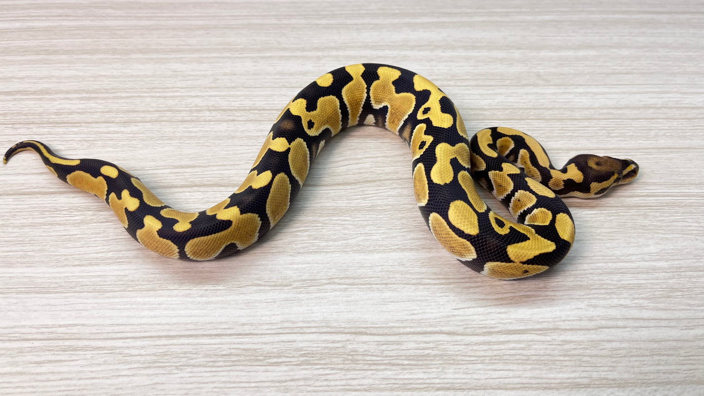 Piton Bola Macho Fire Desert Ghost poss het Clown