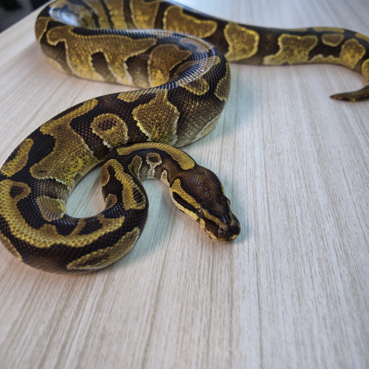 Macho adulto. Enchi DH Hypo Pied