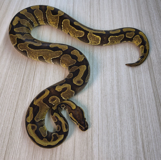 Macho adulto. Enchi DH Hypo Pied