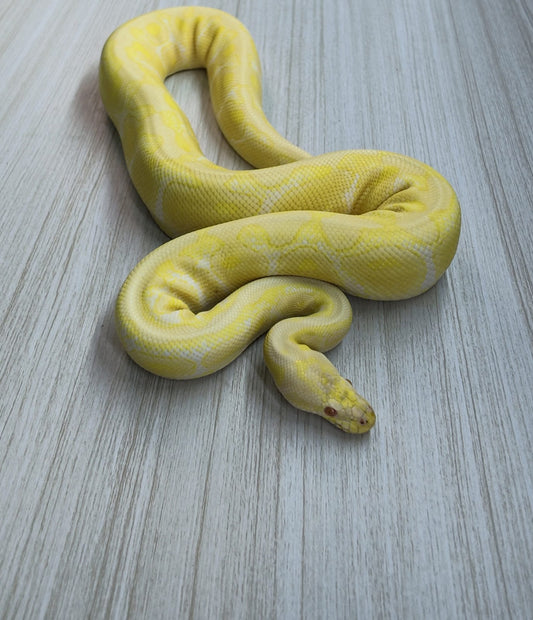 Piton Bola Macho Spotnose Albino