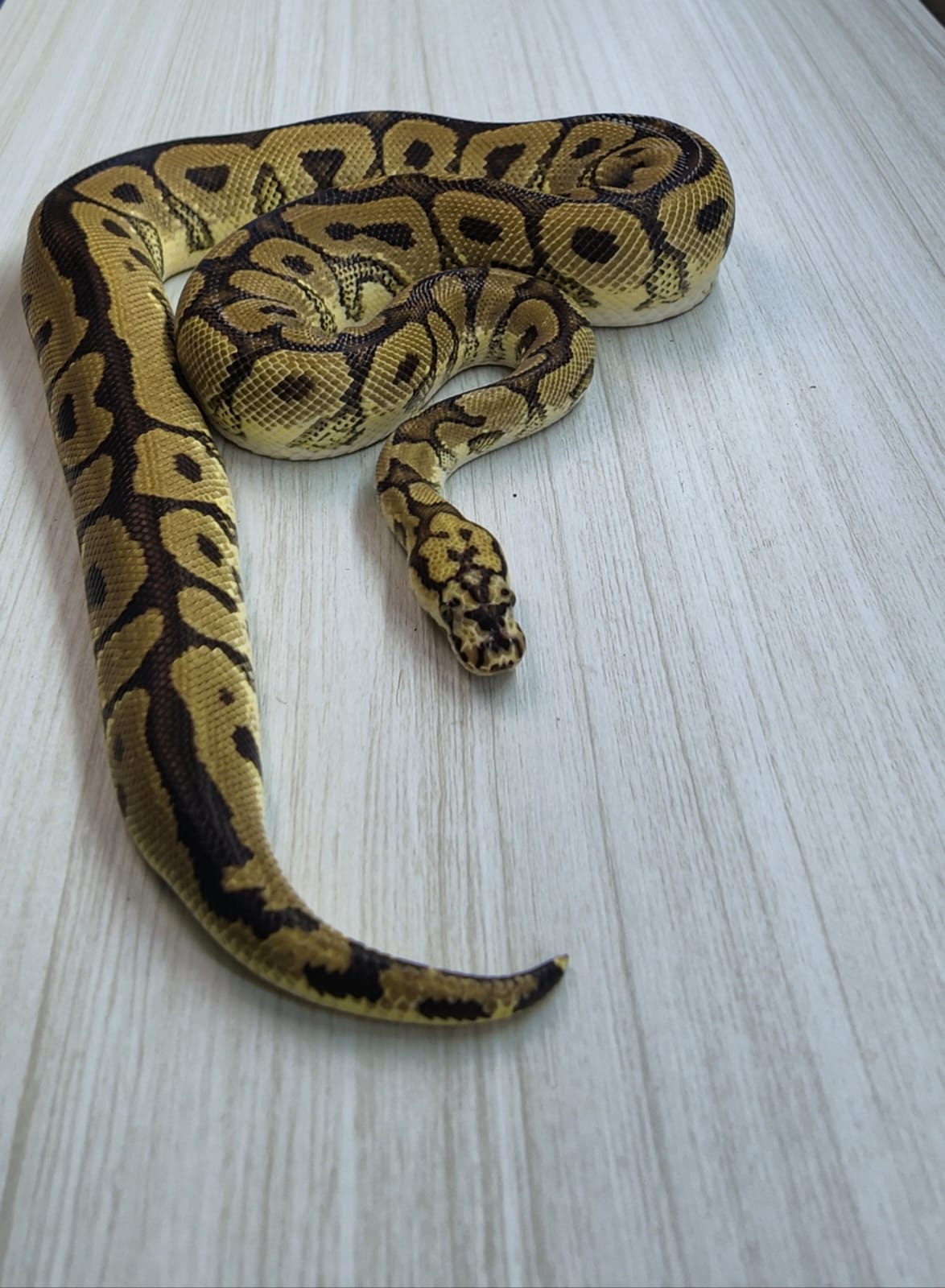 Macho Adulto Spotnose Clown