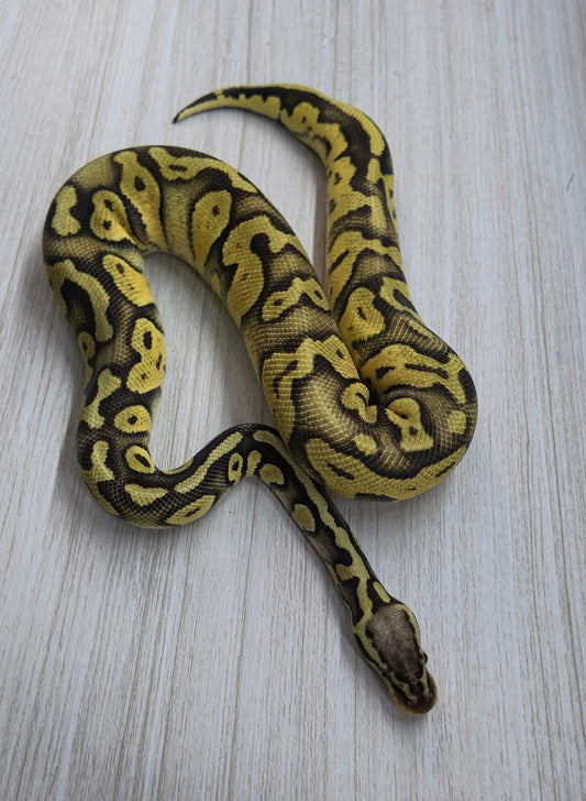 Macho Adulto Super Pastel Chocolate DH Clown Pied