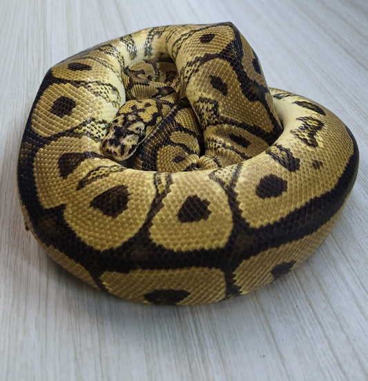 Macho Adulto Spotnose Clown
