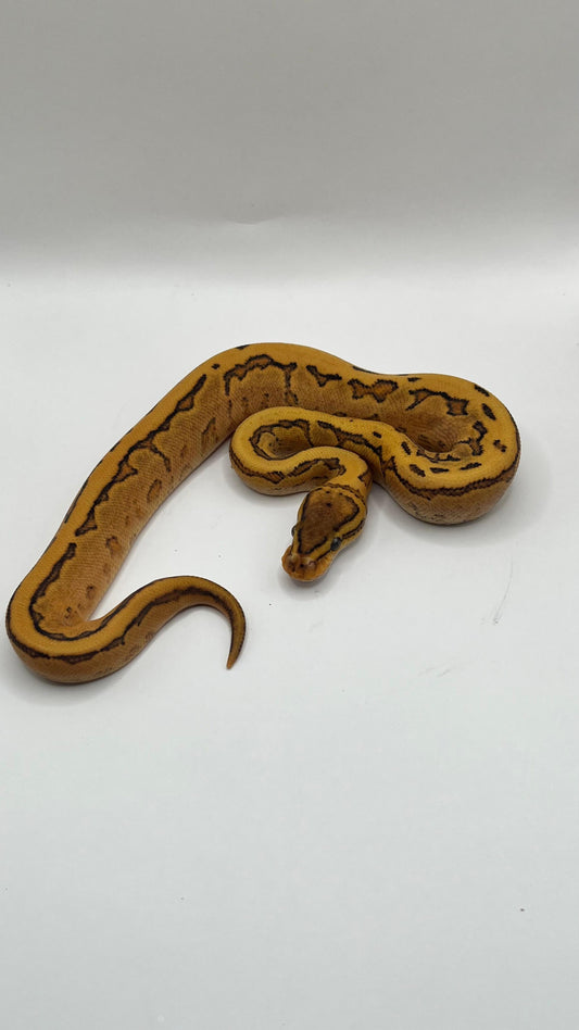 Cria Macho Calico Pinstripe (OD)