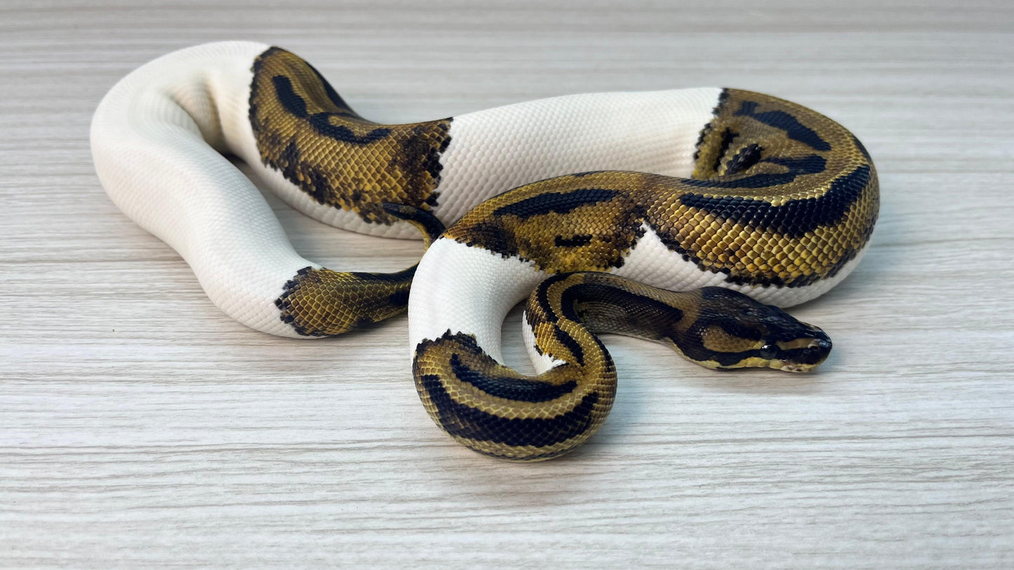 Macho Juvenil Pied 66% Het Desert Ghost