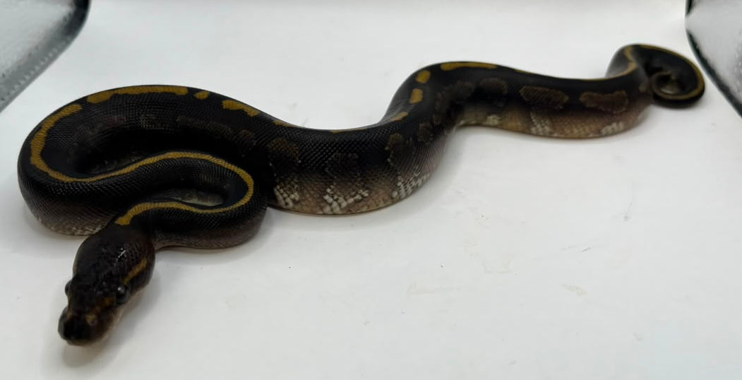 Cria Macho Black Head Enchi Mahogany Poss Het Ultramel