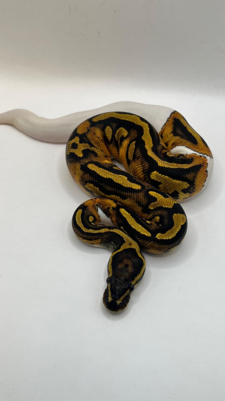Cria Hembra Enchi Pied Het Hypo