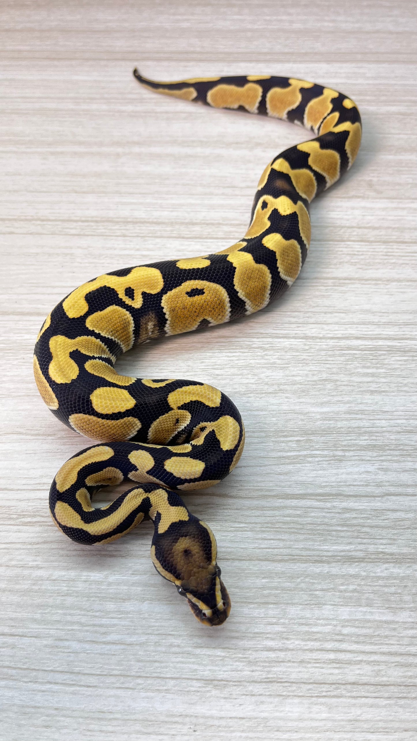 Piton Bola Macho Fire Desert Ghost poss het Clown