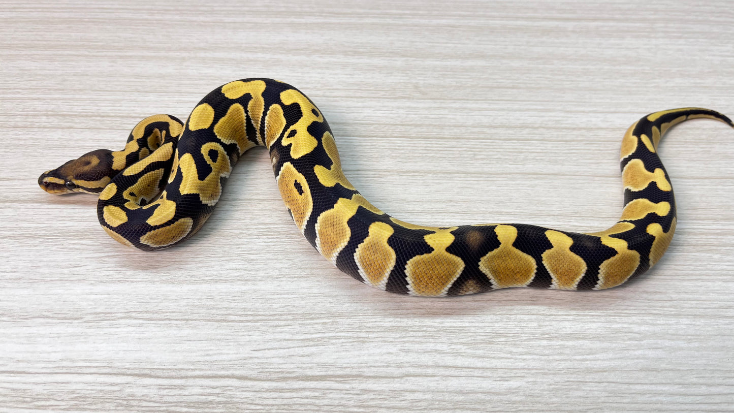 Piton Bola Macho Fire Desert Ghost poss het Clown